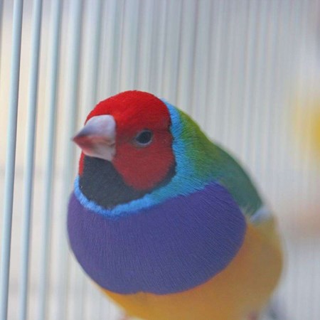 Lady Gouldian Finch #150347 for sale in Valrico, FL