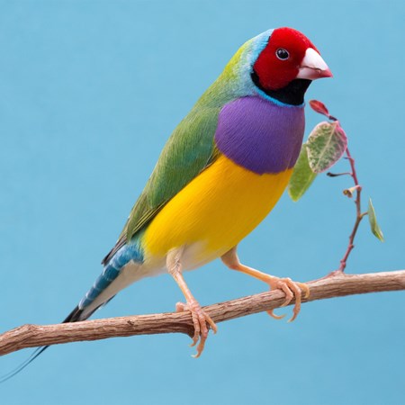 Lady Gouldian Finch #151282 for sale in Shop Online, WA