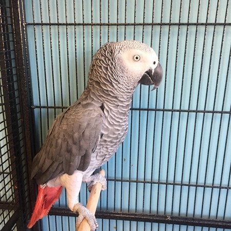 african grey congo parrot 151456 for sale in chicago il african grey congo parrot 151456 for sale in chicago il