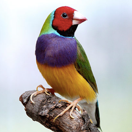 Lady Gouldian Finch #152176 for sale in Shop Online, WA