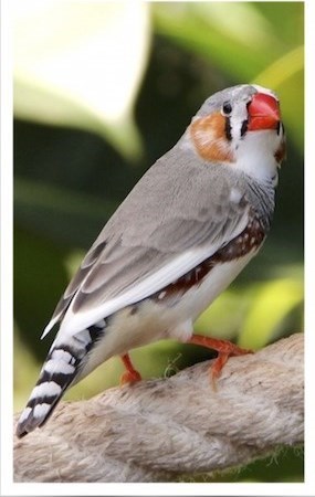 Zebra Finch #152216 for sale in Shop Online, WA