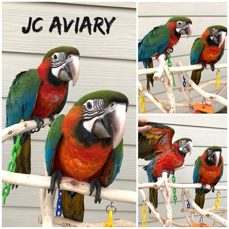 Hybrid Macaw #153647 for sale in Austin, TX