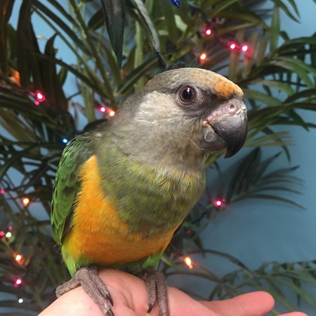 Red Belly Poicephalus #155104 for sale in Niles, IL