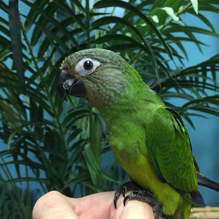 Dusky Conure #155099 for sale in Niles, IL