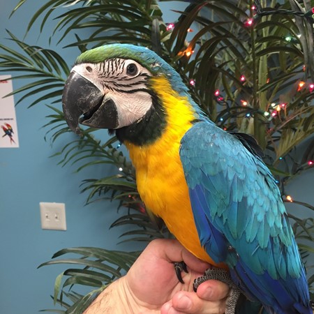 Blue and Gold Macaw #155112 for sale in Niles, IL