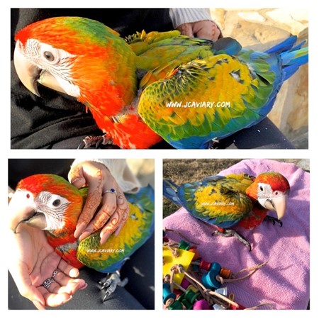 Picture of Hybrid Macaw #155742 for sale in Austin, TX