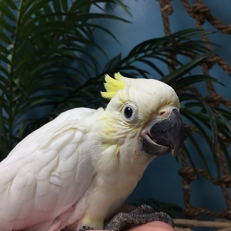 lesser sulphur crested cockatoo price