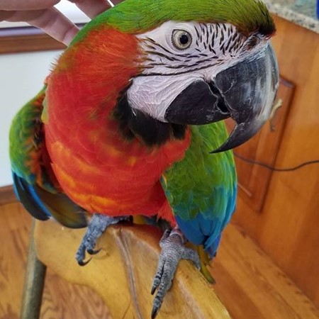 Hybrid Macaw #156416 for sale in East Stroudsburg , PA