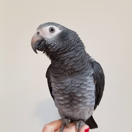 African Grey Timneh Parrot #157170 for sale in East Stroudsburg , PA