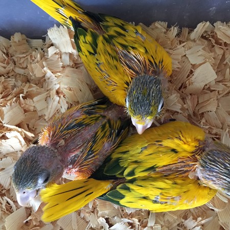 Golden Conure #157477 for sale in INDIANTOWN, FL