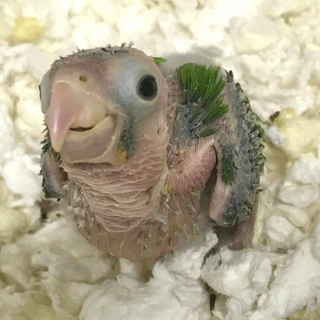 Half Moon Conure #156837 for sale in Chester, NJ