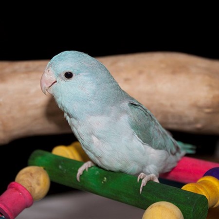 Celestial (Pacific) Parrotlet #160333 for sale in Arlington Heights, IL