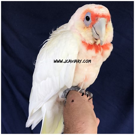 bare eyed cockatoo and slender billed cockatoo