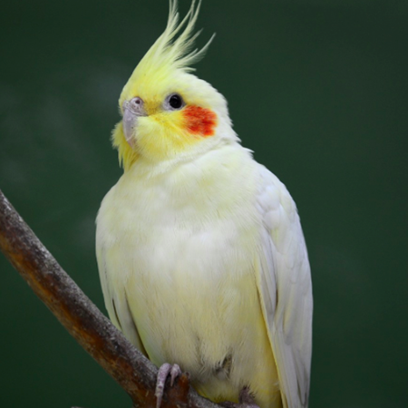 Cockatiel #160982 for sale in Shop Online, WA