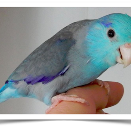 green rumped parrotlet for sale