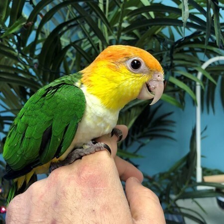 White Bellied Caique #164887 for sale in Niles, IL