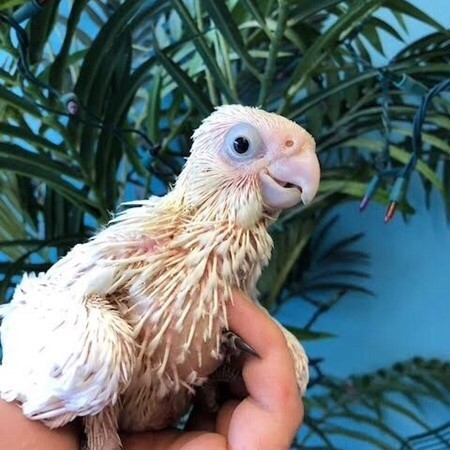 bare eyed cockatoo rescue illinois
