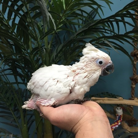 umbrella cockatoo bird for sale umbrella cockatoo bird for sale