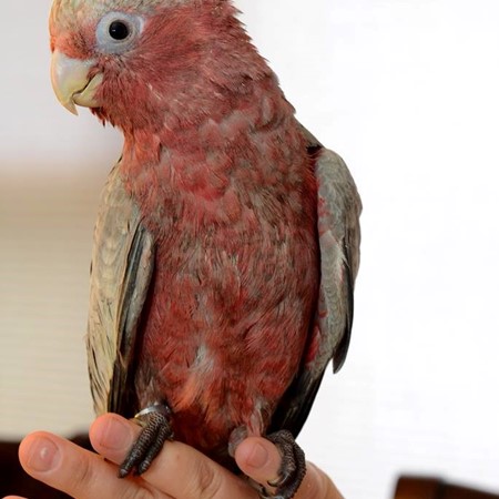 female rose breasted cockatoo for sale
