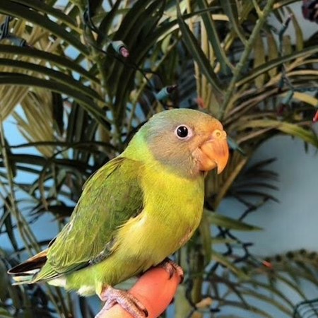 Plum Head Parakeet #166096 for sale in Niles, IL