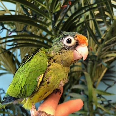 Half Moon Conure #166370 for sale in Niles, IL