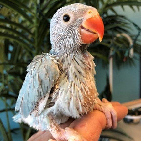 Ringneck Indian Parakeet #166793 for sale in Niles, IL