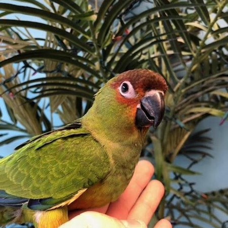 Nanday Conure #166970 for sale in Niles, IL