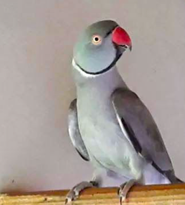 Ringneck African Parakeet #167436 for sale in Shop Online, WA