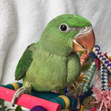 Ringneck Alexandrine Parakeet #167949 for sale in Arlington Heights, IL