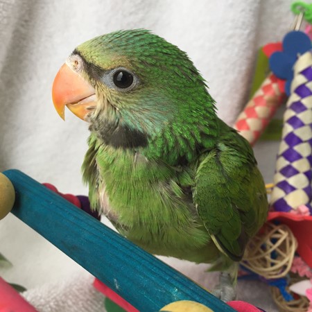 Moustached Parakeet #167956 for sale in Arlington Heights, IL