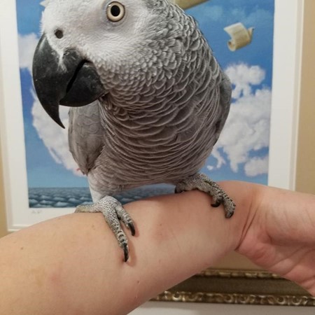 African Grey Congo Parrot #168033 for sale in East Stroudsburg , PA