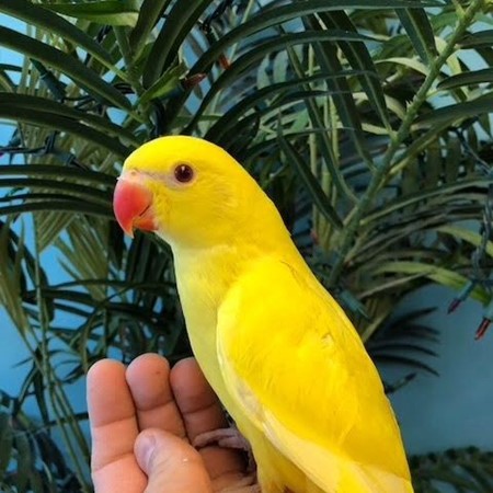 green rumped parrotlet for sale