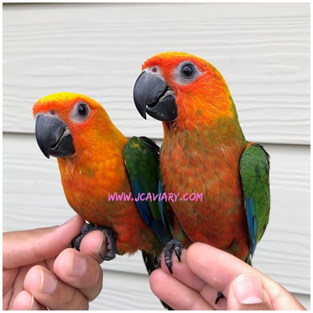 Jenday Conure #168209 for sale in Austin, TX