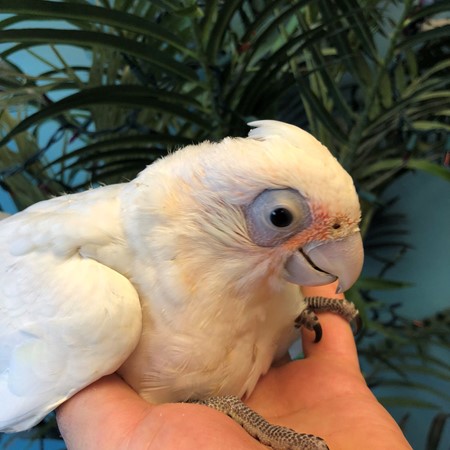 bare eyed cockatoo rescue illinois