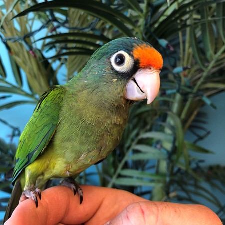 Half Moon Conure #168481 for sale in Niles, IL