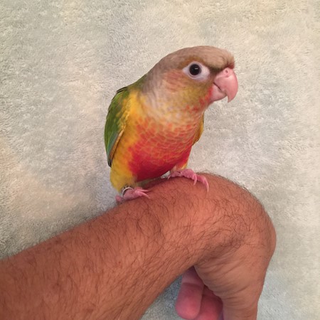 Green Cheek Conure #168489 for sale in Raleigh, , NC