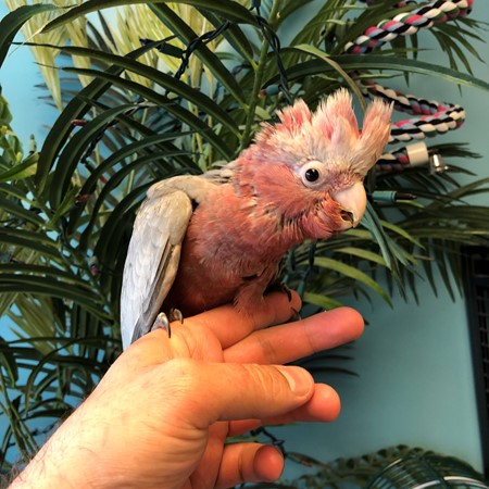 adult rose breasted cockatoo for sale