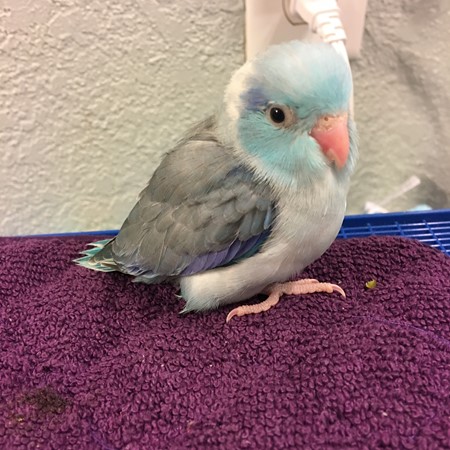 Celestial (Pacific) Parrotlet #168837 for sale in Buckley, WA