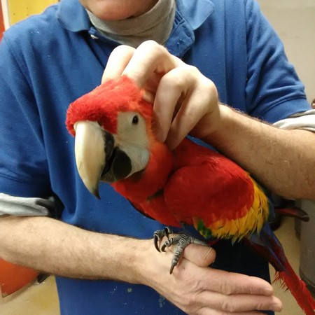 Scarlet Macaw