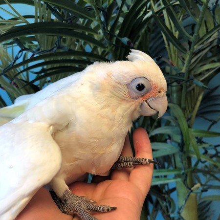 bare eyed cockatoo price