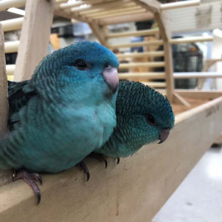 blue lineolated parakeet