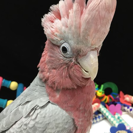 rose breasted cockatoo breeder