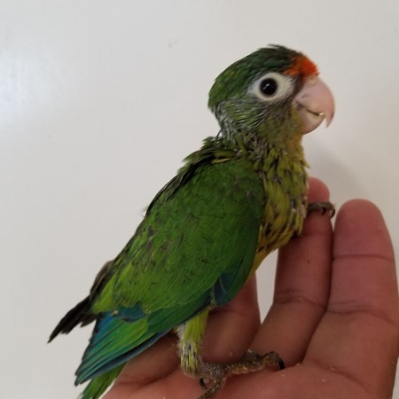 Half Moon Conure #169461 for sale in port charlotte, FL