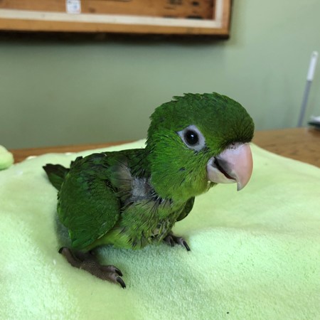 Brown Throat Conure #169596 for sale in Holly, MI