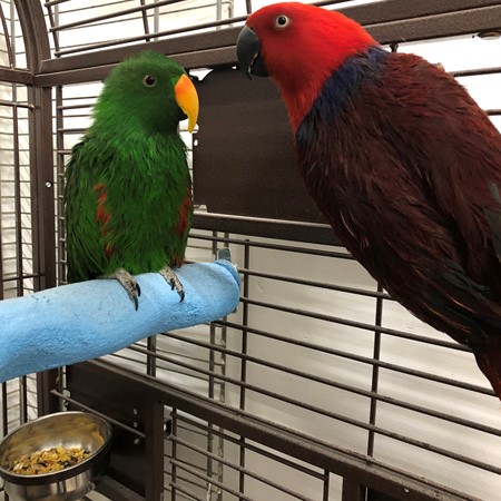 Red Sided Eclectus #169885 for sale in Delran, NJ