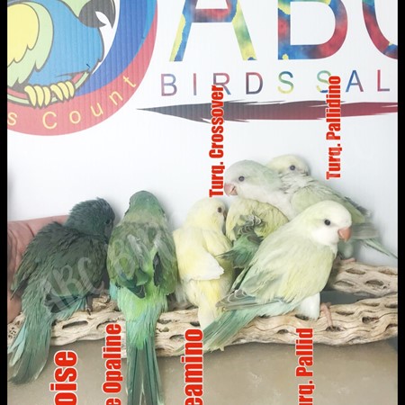 Quaker Parrot #169946 for sale in Montgomery , TX