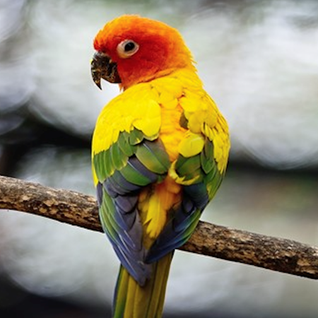 Sun Conure #170534 for sale in Shop Online, WA