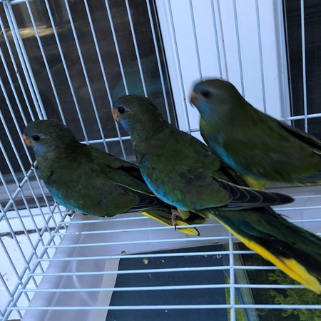 Grass Scarlet Chested (Splendid) Parakeet #170893 for sale in Largo, FL