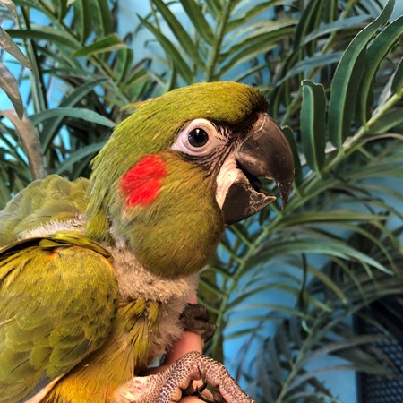 Red Front Macaw #171037 for sale in Niles, IL