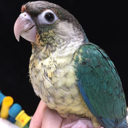 Green Cheek Conure #171256 for sale in Arlington Heights, IL